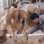 چاکرا - خوردن مدفوع گاو توسط هندوها جهت درمان بیماری ها و بخشیده شدن گناهان!