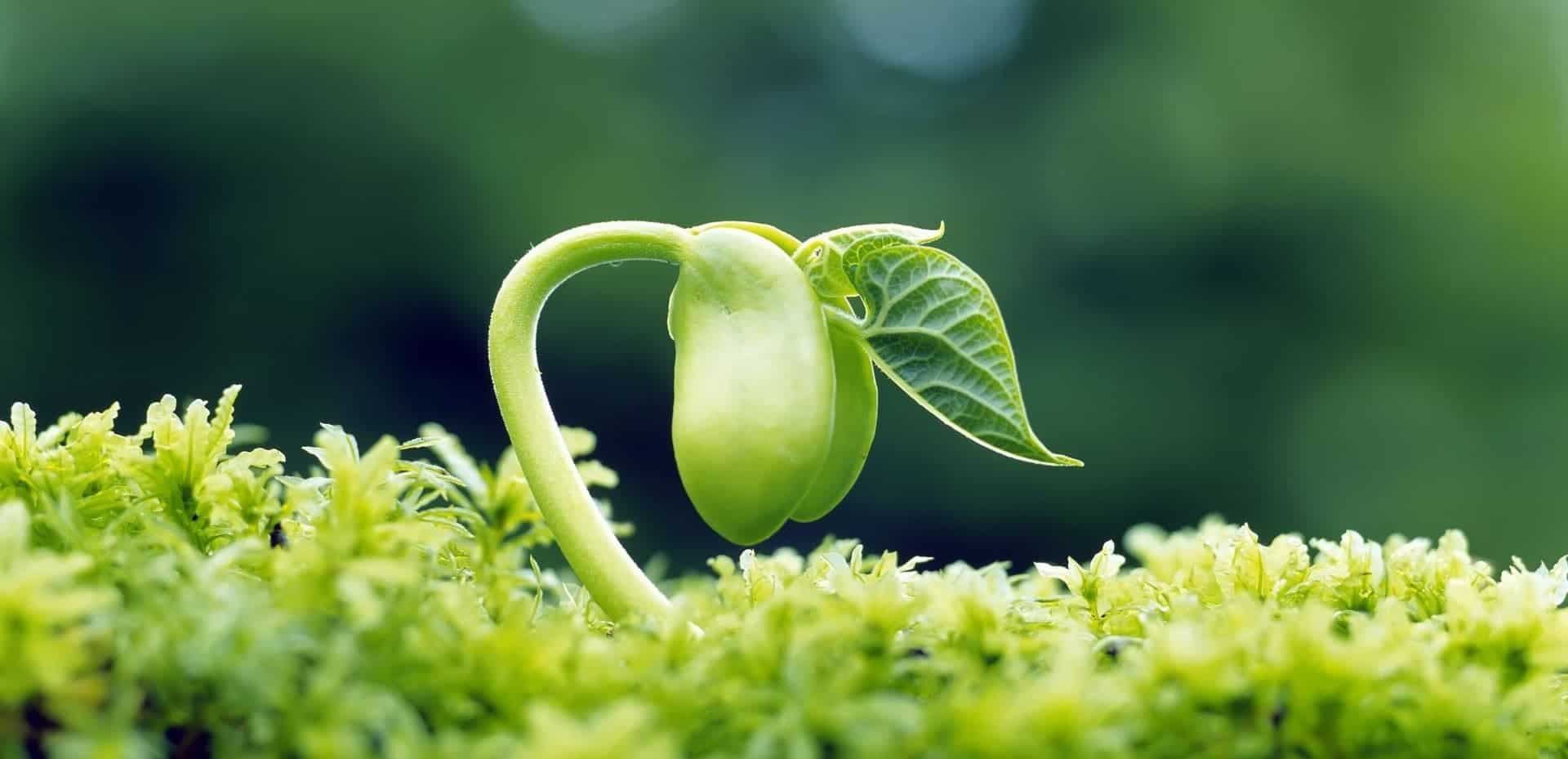 آگرو کینزی چیست؟ اسرار پنهان کنترل گیاهان با قدرت ذهن