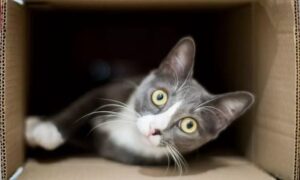 گربه شرودینگر چیست؟ همه چیز درباره آزمایش گربه شرودینگر